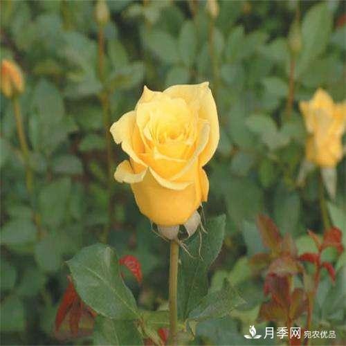 切花月季如何栽培管理？切花月季白粉病如何防治？(圖1)