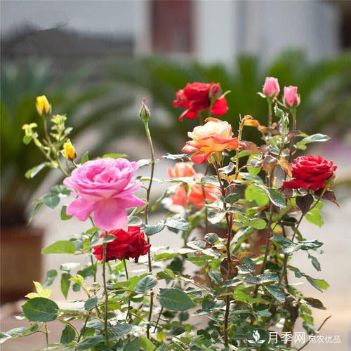 盆栽月季花花期調(diào)控管理如何做？(圖1)
