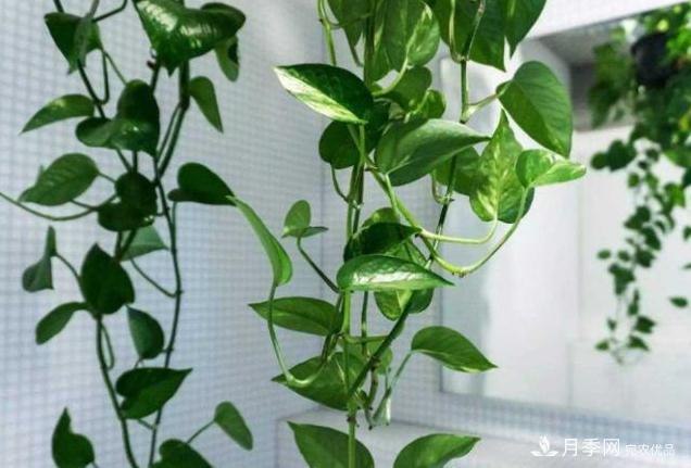 千位花友票選，10種***好養(yǎng)護(hù)的花卉，你們都養(yǎng)了沒(méi)？(圖1)