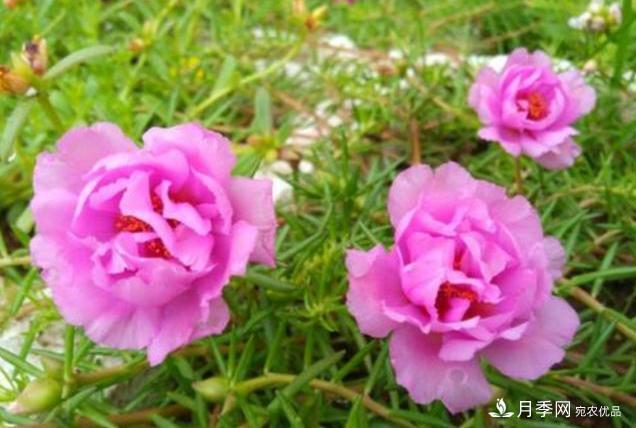 千位花友票選，10種***好養(yǎng)護(hù)的花卉，你們都養(yǎng)了沒(méi)？(圖3)