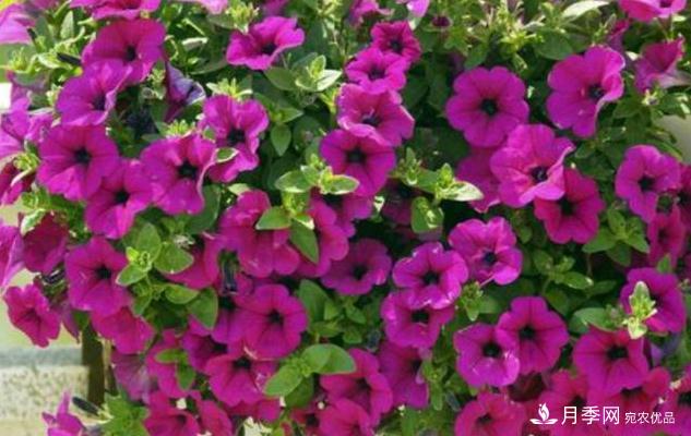 千位花友票選，10種***好養(yǎng)護(hù)的花卉，你們都養(yǎng)了沒(méi)？(圖4)