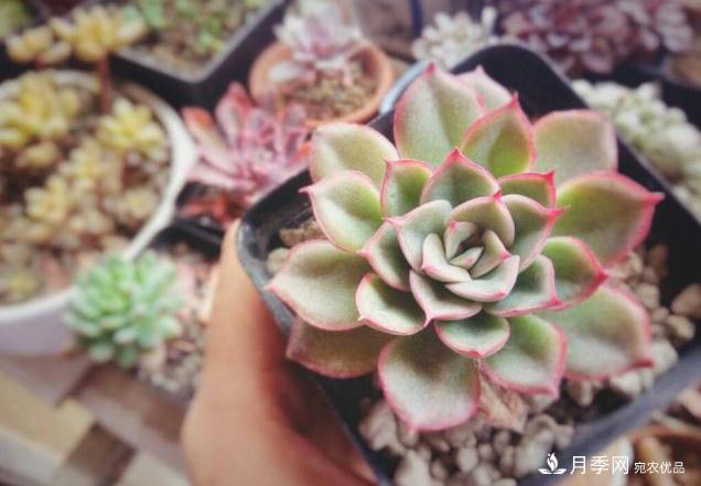 千位花友票選，10種***好養(yǎng)護(hù)的花卉，你們都養(yǎng)了沒(méi)？(圖5)