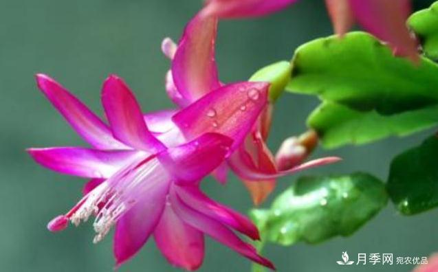 千位花友票選，10種***好養(yǎng)護(hù)的花卉，你們都養(yǎng)了沒(méi)？(圖6)