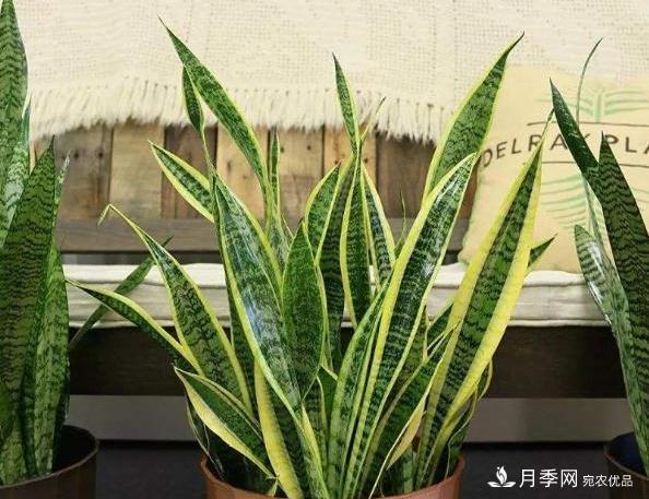 千位花友票選，10種***好養(yǎng)護(hù)的花卉，你們都養(yǎng)了沒(méi)？(圖8)