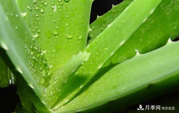 千位花友票選，10種***好養(yǎng)護(hù)的花卉，你們都養(yǎng)了沒(méi)？(圖9)