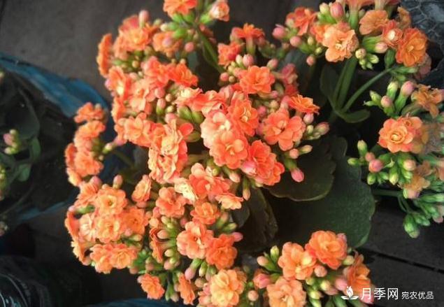 千位花友票選，10種***好養(yǎng)護(hù)的花卉，你們都養(yǎng)了沒(méi)？(圖10)
