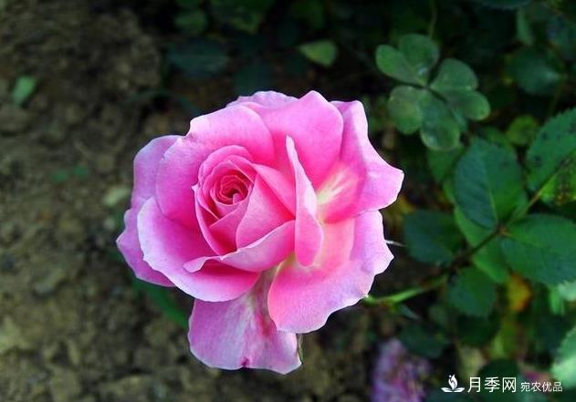 夏天月季長(zhǎng)得好，這幾點(diǎn)要求要做到(圖1)