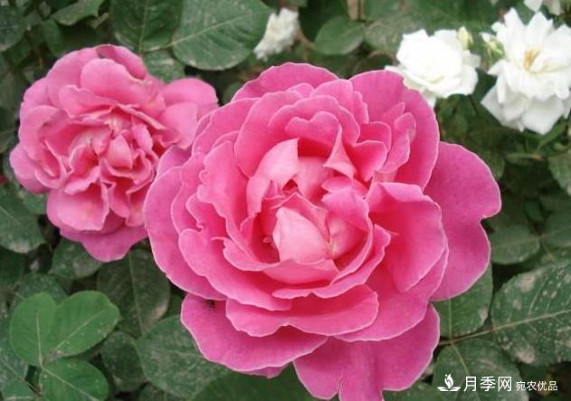 夏天月季長(zhǎng)得好，這幾點(diǎn)要求要做到(圖2)