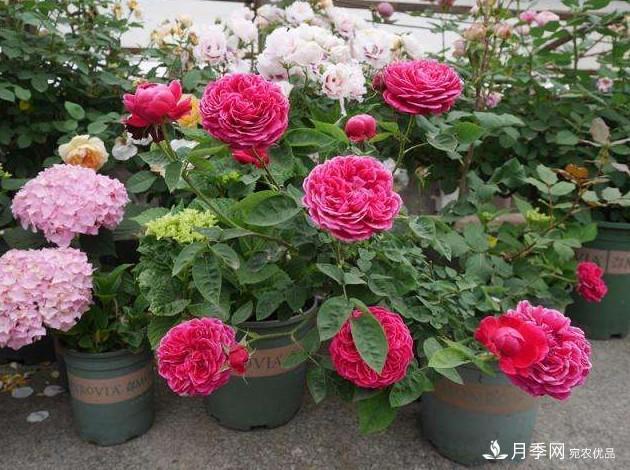 月季花這么漂亮，為什么有人說不能種在家里呢(圖3)