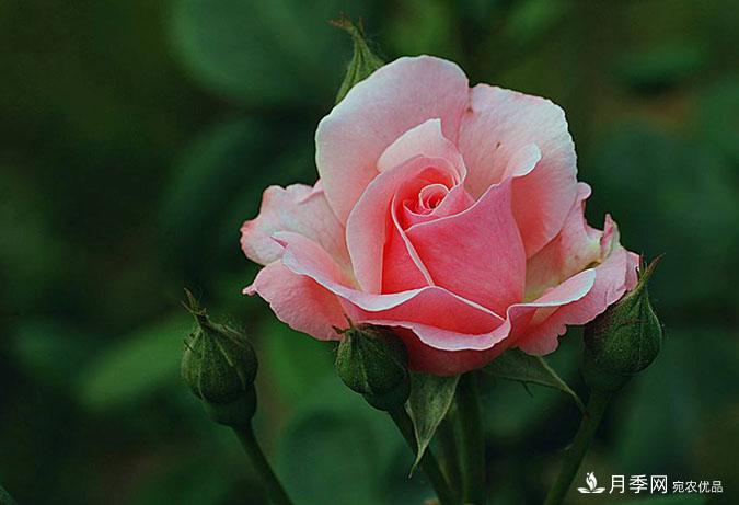 月季花的栽培管理要點(diǎn)有哪些？(圖1)