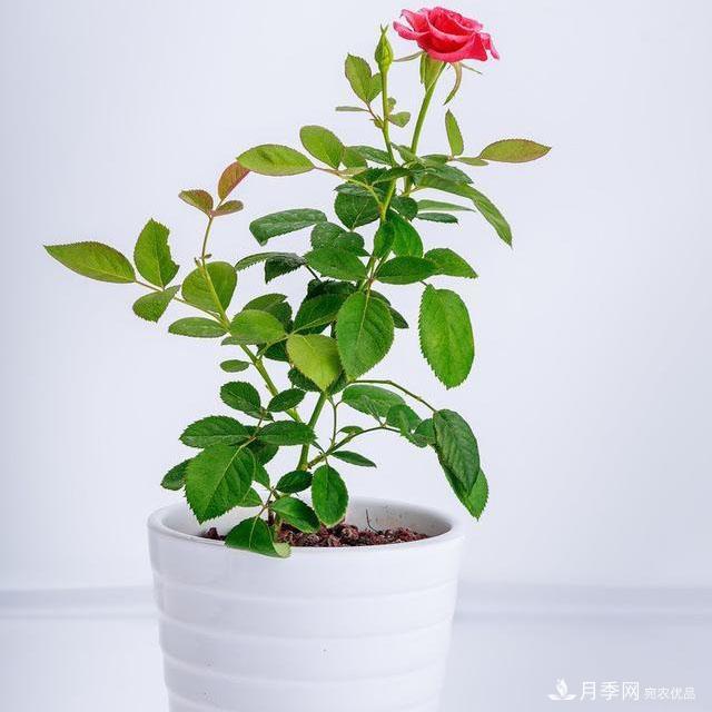 怎么分辨月季的盲枝？月季花盲枝原因以及處理方法(圖2)