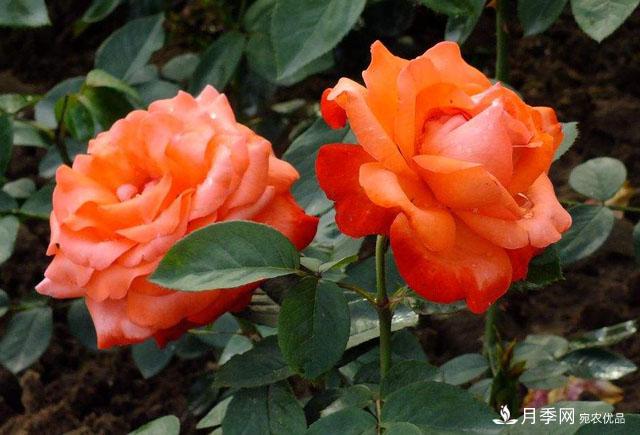 怎么分辨月季的盲枝？月季花盲枝原因以及處理方法(圖1)