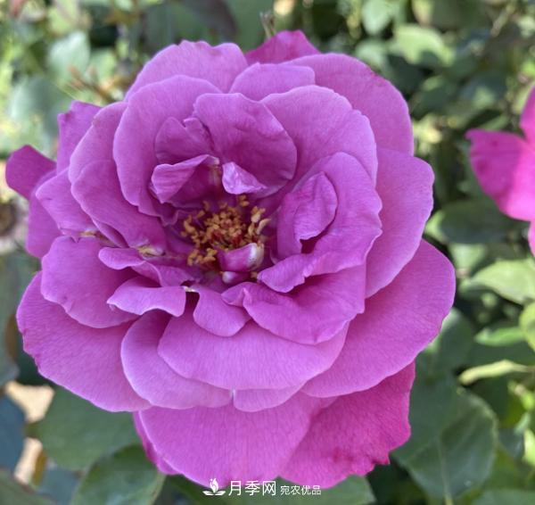 關(guān)于月季花顏色寓意，你不知道的二三事(圖4)