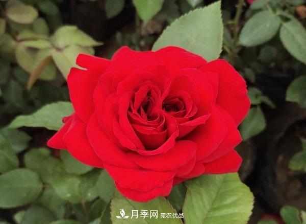 關(guān)于月季花顏色寓意，你不知道的二三事(圖1)