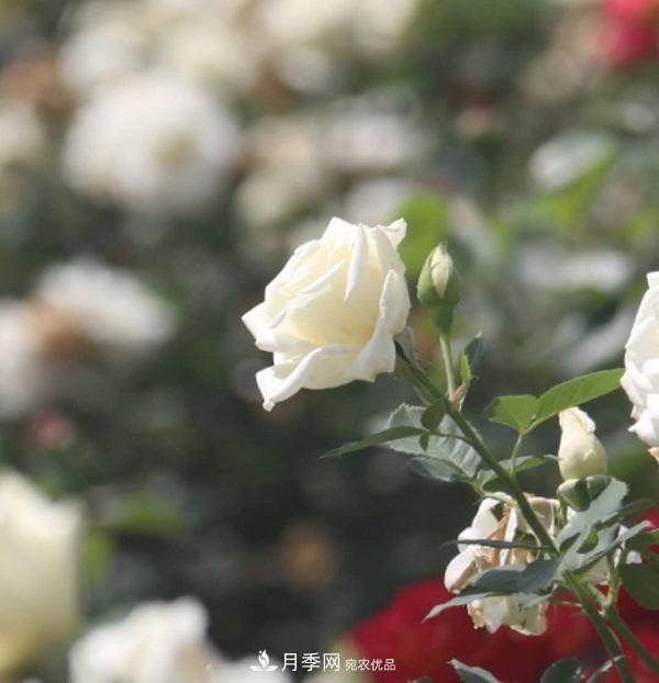 關(guān)于月季花顏色寓意，你不知道的二三事(圖2)