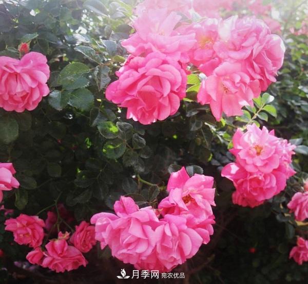 關(guān)于月季花顏色寓意，你不知道的二三事(圖3)
