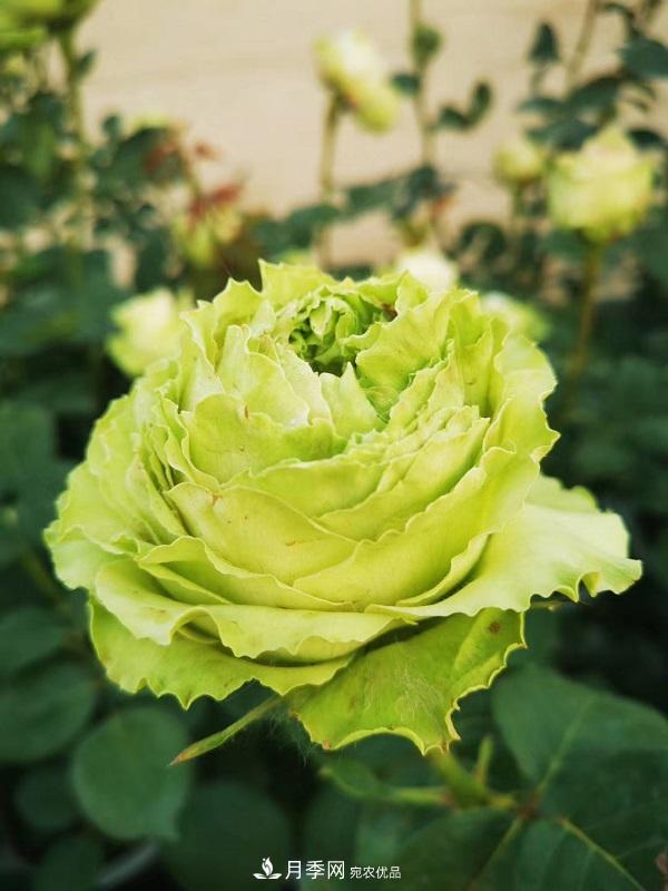 關(guān)于月季花顏色寓意，你不知道的二三事(圖6)