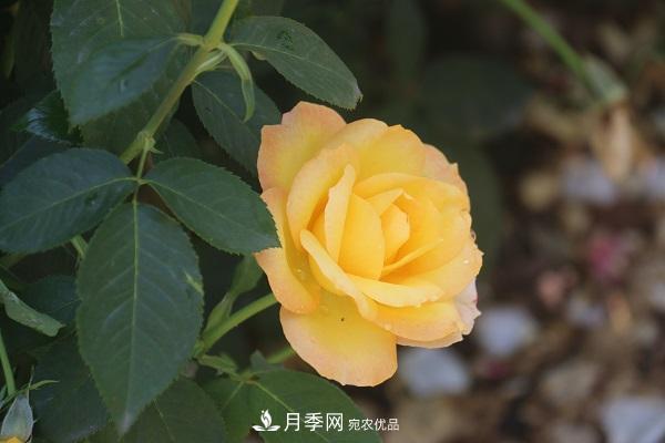 關(guān)于月季花顏色寓意，你不知道的二三事(圖5)