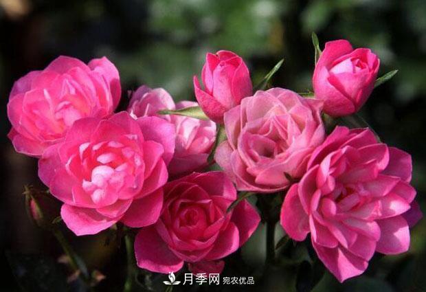 單花期***長的月季品種推薦幾個，***久能開一個多月(圖3)