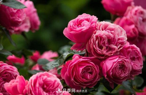 單花期***長的月季品種推薦幾個，***久能開一個多月(圖4)