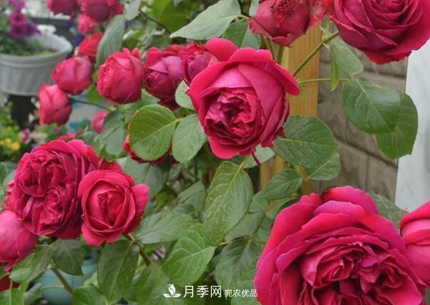 單花期***長的月季品種推薦幾個，***久能開一個多月(圖5)