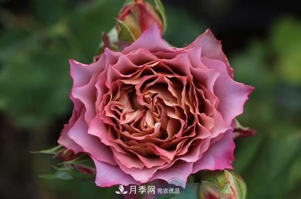 單花期***長的月季品種推薦幾個，***久能開一個多月(圖7)