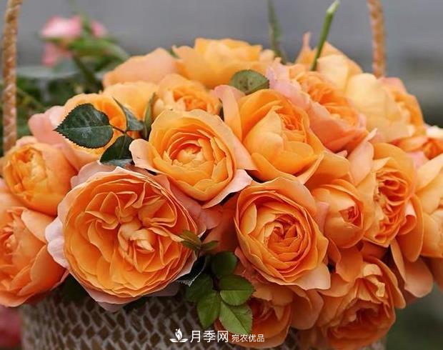 單花期***長的月季品種推薦幾個，***久能開一個多月(圖9)