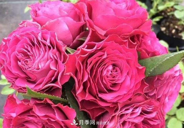 單花期***長的月季品種推薦幾個，***久能開一個多月(圖10)