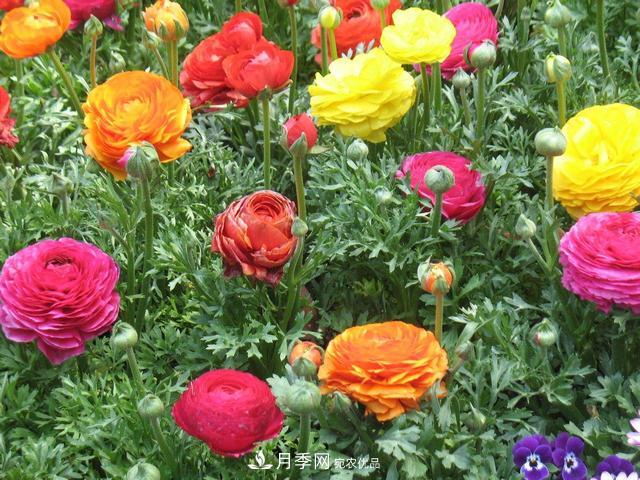 此花頗有牡丹花容顏，花毛茛色彩鮮艷且非常豐富(圖3)