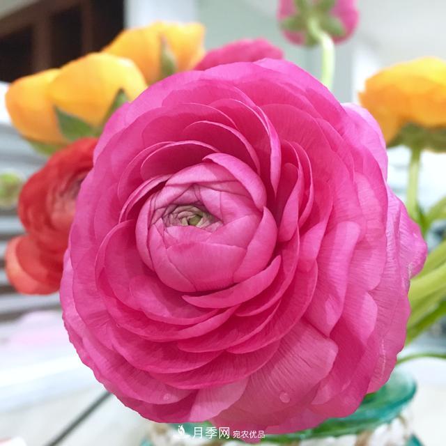 此花頗有牡丹花容顏，花毛茛色彩鮮艷且非常豐富(圖1)