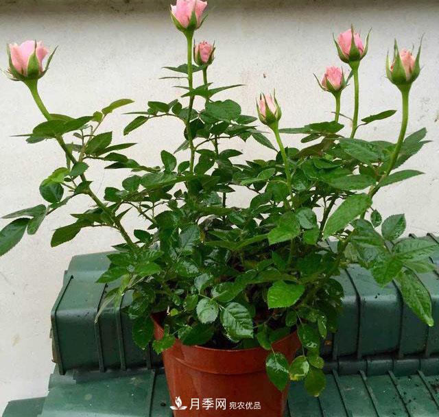 月季3年沒換土，新芽反而咻咻冒，花盆都裝不下！(圖1)