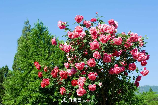 月季3年沒換土，新芽反而咻咻冒，花盆都裝不下！(圖2)
