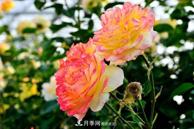 月季3年沒換土，新芽反而咻咻冒，花盆都裝不下！(圖3)