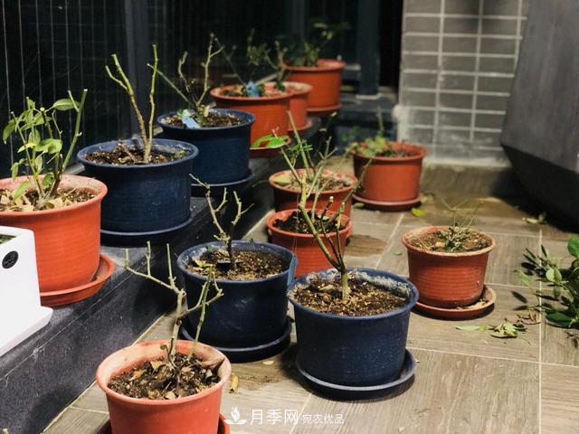 月季3年沒換土，新芽反而咻咻冒，花盆都裝不下！(圖5)