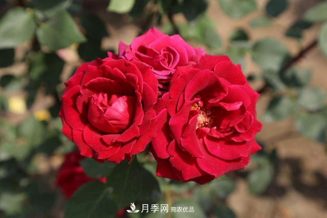 月季3年沒換土，新芽反而咻咻冒，花盆都裝不下！(圖4)