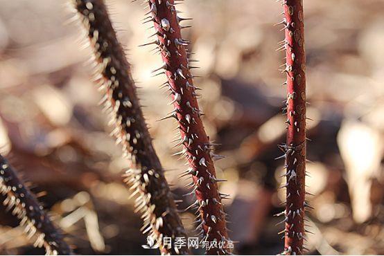 玫瑰、月季分不清？你買的玫瑰可能都是月季！(圖2)