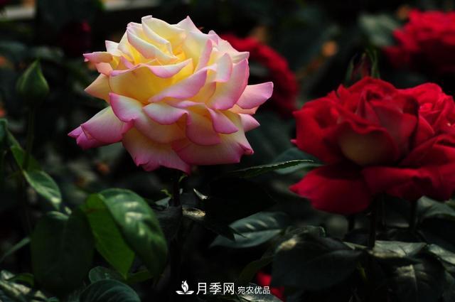 玫瑰、月季分不清？你買的玫瑰可能都是月季！(圖1)