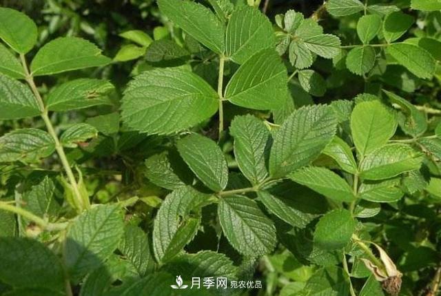 玫瑰、月季分不清？你買的玫瑰可能都是月季！(圖3)