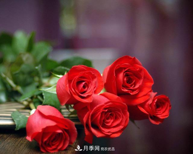 玫瑰、月季分不清？你買的玫瑰可能都是月季！(圖5)
