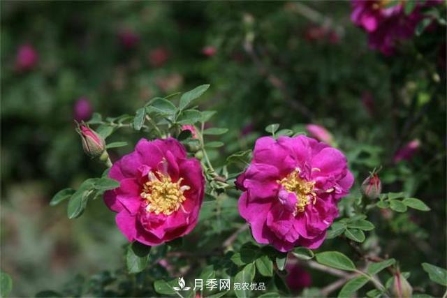 玫瑰、月季分不清？你買的玫瑰可能都是月季！(圖4)