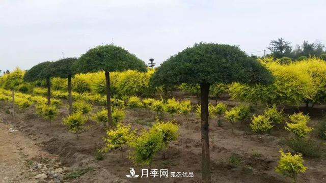 世界金色看中國，說說中國人自己的彩葉樹金葉榆(圖3)