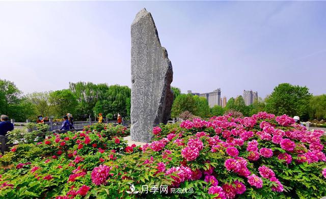 山東有三大花都，盛產(chǎn)牡丹、月季、玫瑰，看看是哪里(圖1)