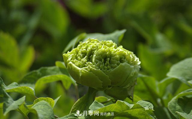 山東有三大花都，盛產(chǎn)牡丹、月季、玫瑰，看看是哪里(圖2)