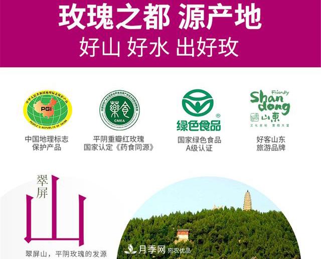 山東有三大花都，盛產(chǎn)牡丹、月季、玫瑰，看看是哪里(圖4)