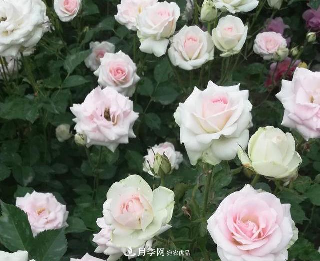 北京自主培育月季品種再添4名新成員，還有個“可愛冰淇淋”(圖1)