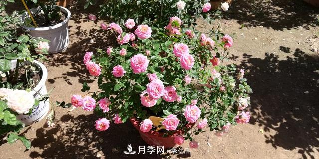 北京自主培育月季品種再添4名新成員，還有個“可愛冰淇淋”(圖2)