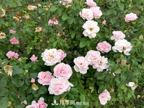 北京自主培育月季品種再添4名新成員，還有個“可愛冰淇淋”(圖3)