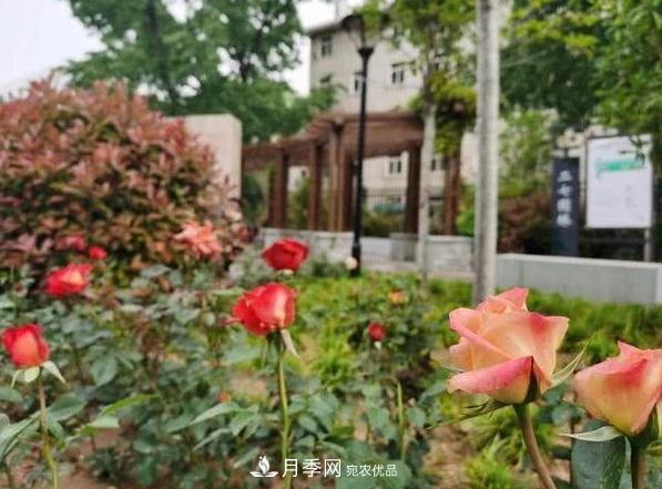 讓月季花開滿全城！河南鄭州將建多個月季景觀主題公園！(圖1)