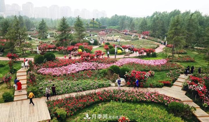提升月季景觀，月季補(bǔ)植為河北廊坊城區(qū)綠化“錦上添花”(圖1)