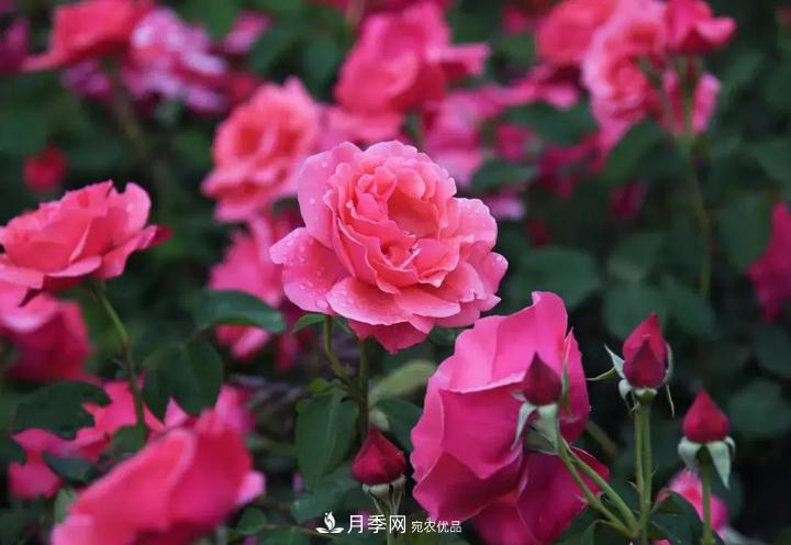提升月季景觀，月季補(bǔ)植為河北廊坊城區(qū)綠化“錦上添花”(圖2)